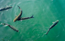 Providing Quality Plastic Products for the Aquaculture Sector