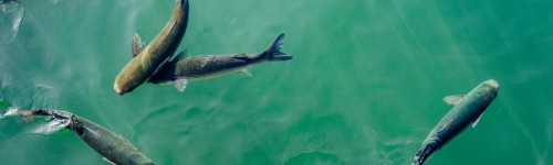 Providing Quality Plastic Products for the Aquaculture Sector